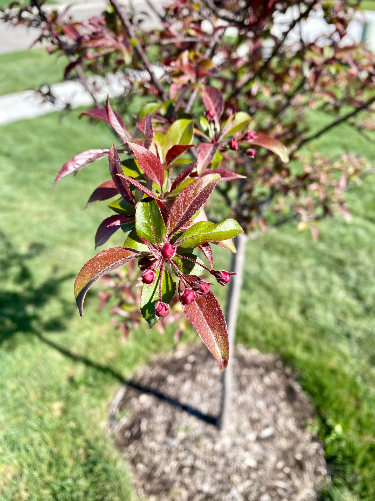 PRAIRIFIRE CRABAPPLE TREE 7gal