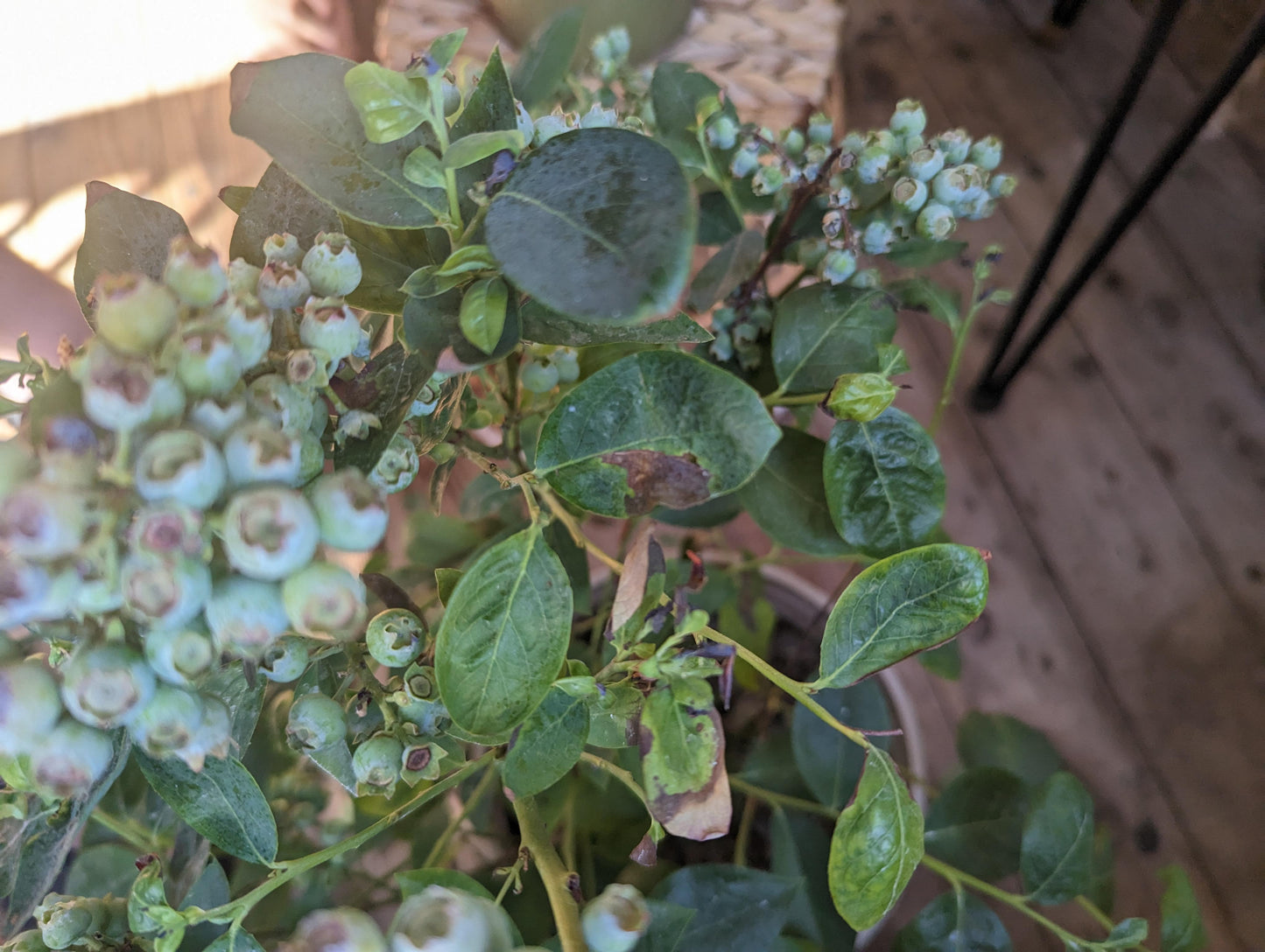 JUBILEE MIDSEASON BLUEBERRY 1gal