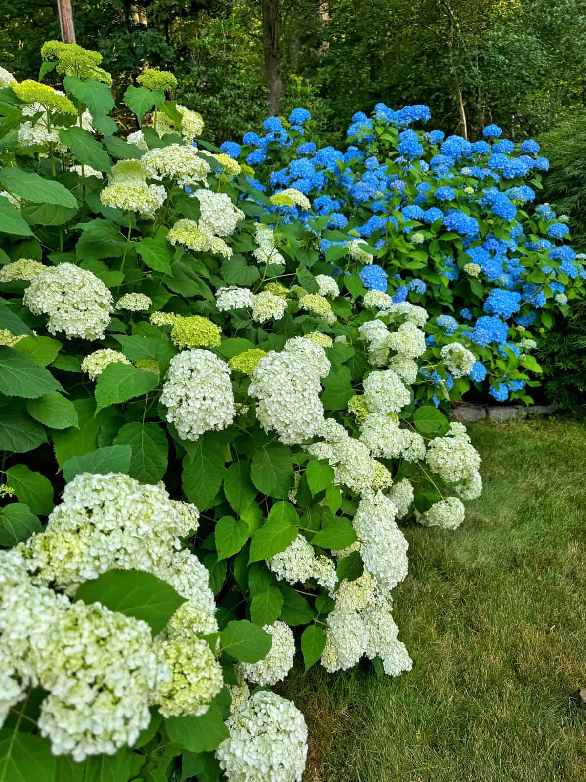 WHITE SUN HYDRANGEA 2gal