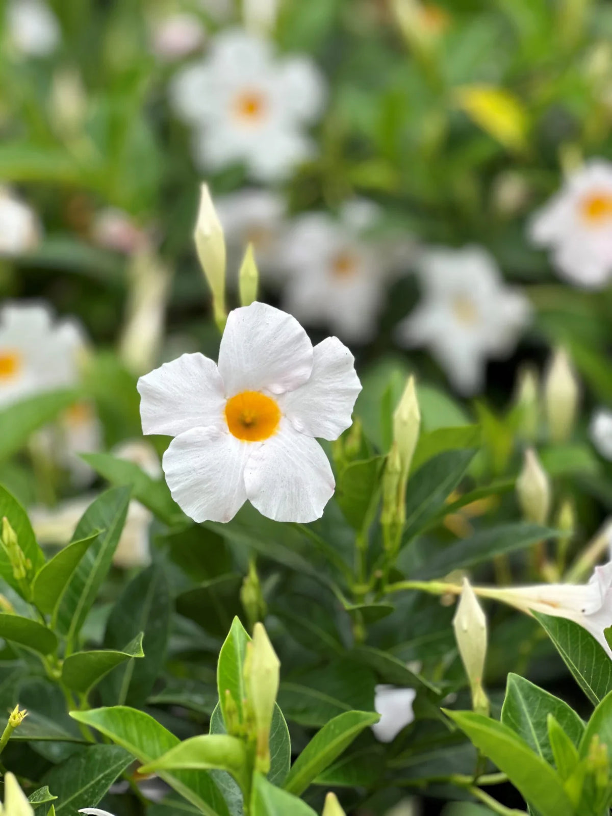 MADINIA WHITE MANDEVILLA LITTLE ONE