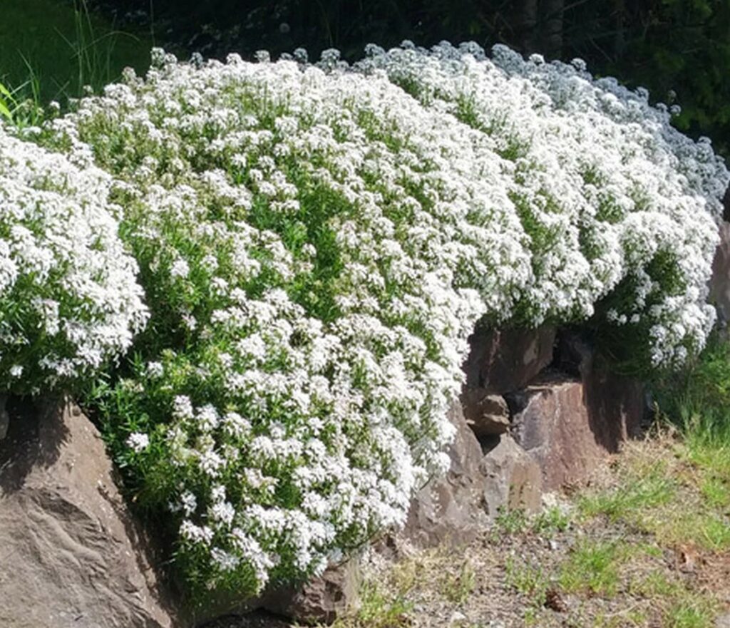 CANDYTUFT 1gal