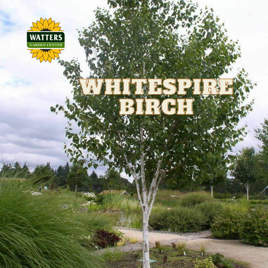 WHITESPIRE BIRCH T10gal
