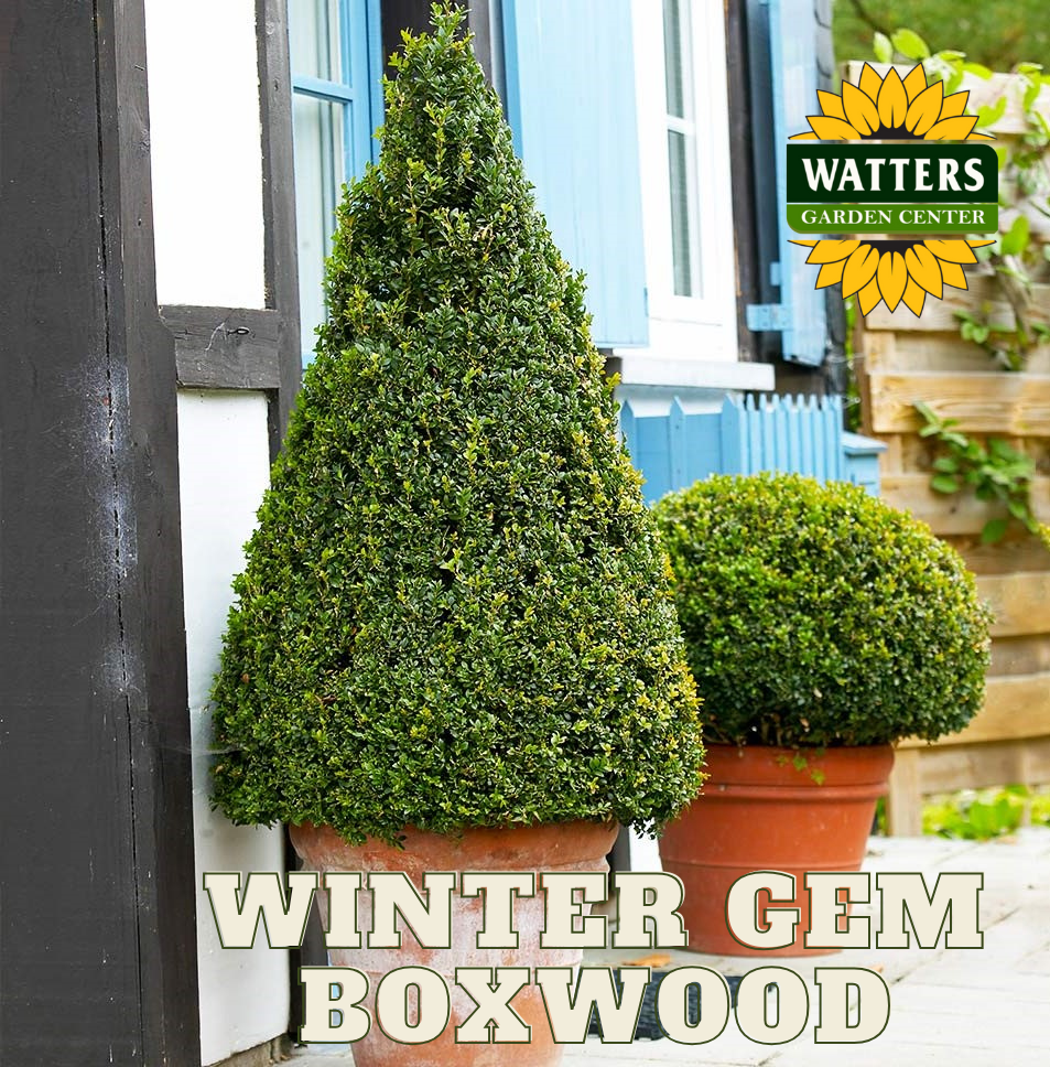 WINTER GEM BOXWOOD 3gal
