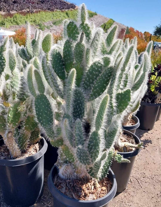 WOOLY PADS PRICKLY PEAR 5gal