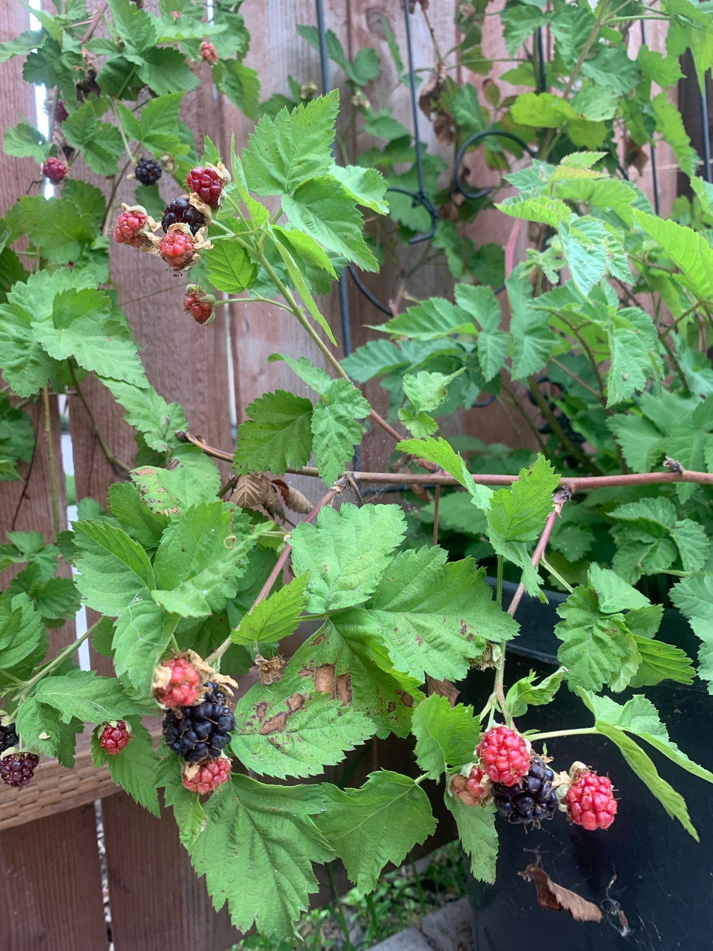 THORNLESS BOYSENBERRY 1gal