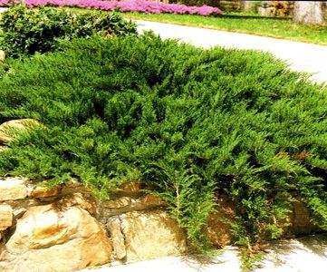 BUFFALO JUNIPER 1gal