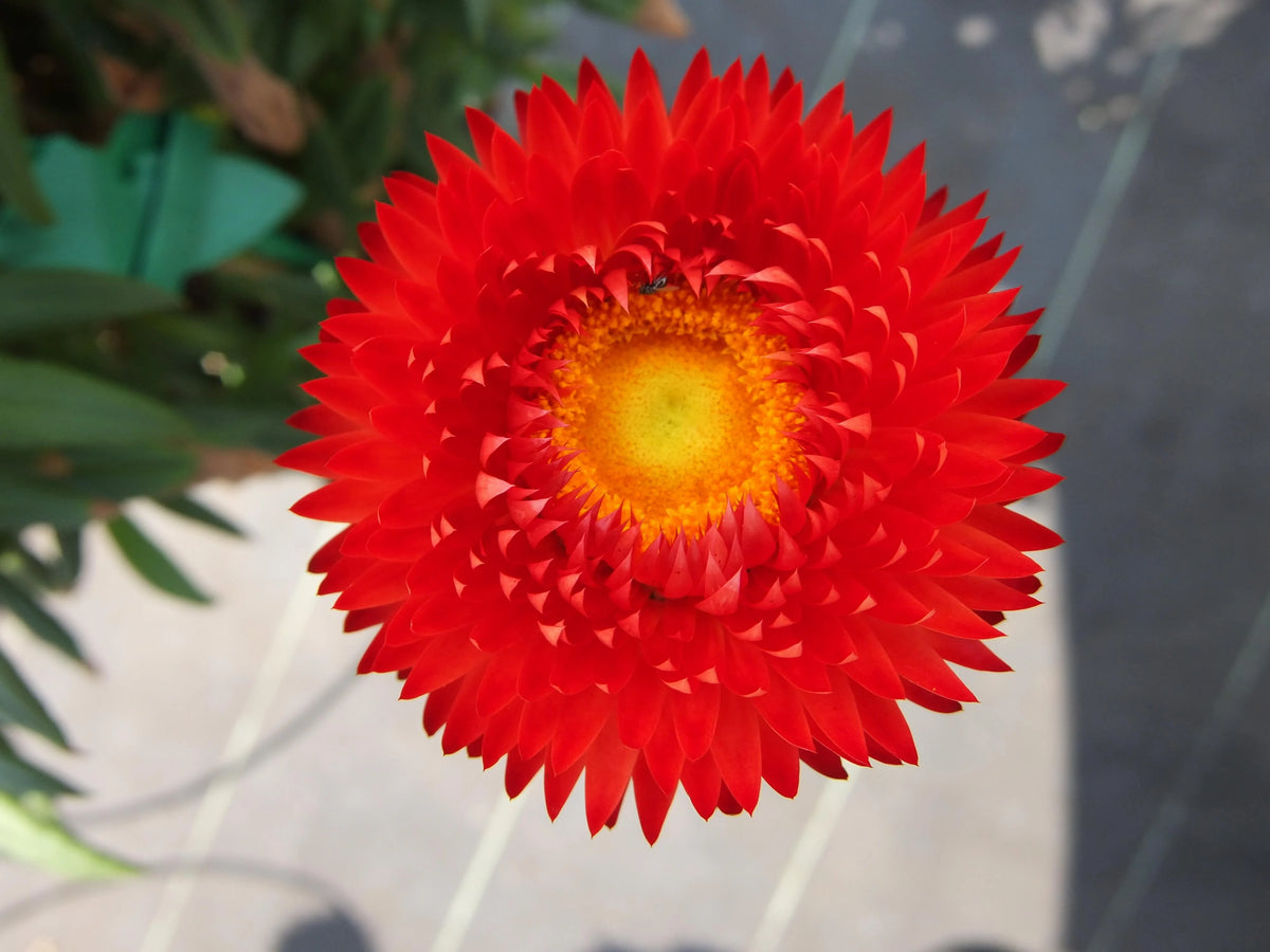 GRANVIA CRIMSON SUN STRAWFLOWER 1gal