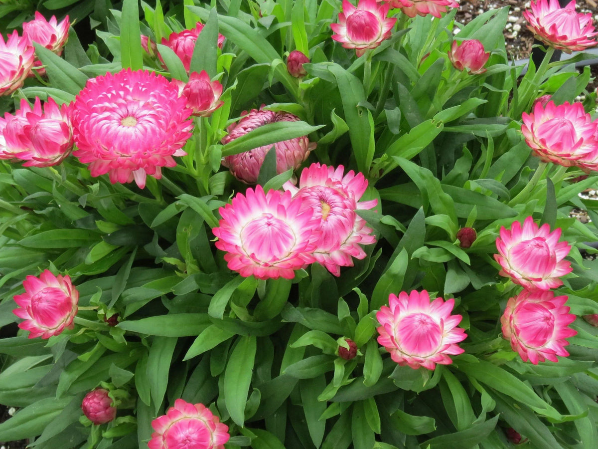GRANVIA PINK STRAWFLOWER 1gal