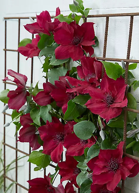 NUBIA CLEMATIS 2gal