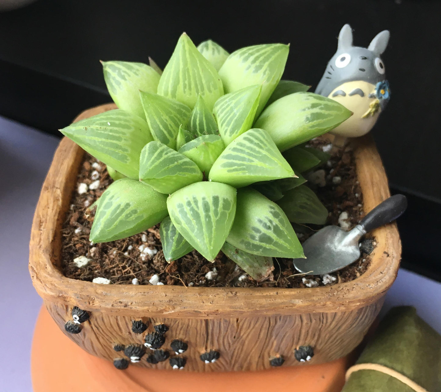 Haworthia Turgida