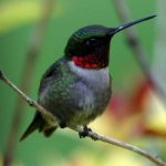 Hummingbird sitting