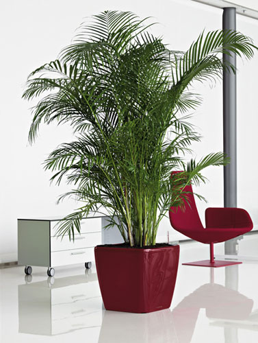 Palm in red pot