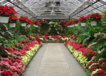 Poinsettias in the greenhouse