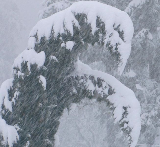 cypress tree, snow storm, landscape