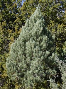 pine singleleaf pinyon