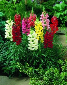 Snapdragon Blooms