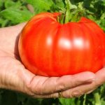 tomato beefsteak