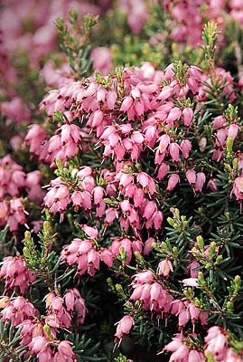 heather - mediterannian