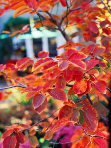 Shrub with Autumn Color