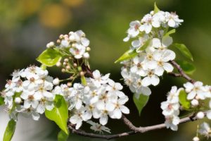 Chanticleer Pear