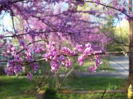 Forest Pansy Redbud