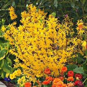 The new dwarf 'Show Off' forsythia is adorned top to bottom with very large, solar flare bright blossoms.