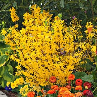 Plant Show Off Forsythia before they bloom for the best show this spring