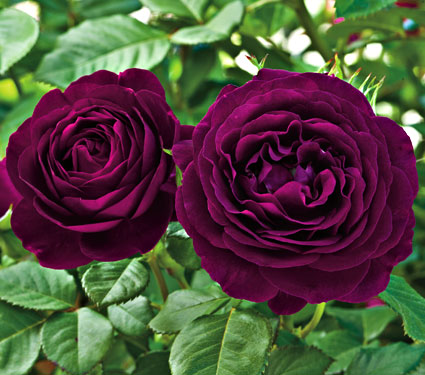The Twilight zone grandiflora rose