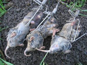 Dead gophers in a trap