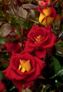 ketchup & mustard floribunda rose