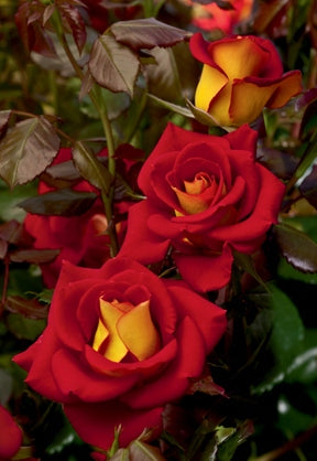 ketchup & mustard floribunda rose