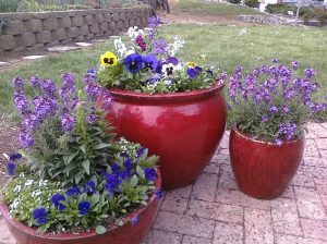 Spring flowers in red pots