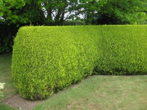 hedge