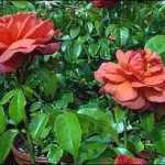 hot cocoa shrub bush rose
