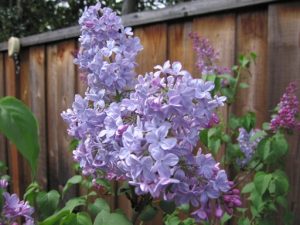 Blue Skies Lilac is superior to your grandmothers old fashion variety with unique sky blue flowers and bright scent