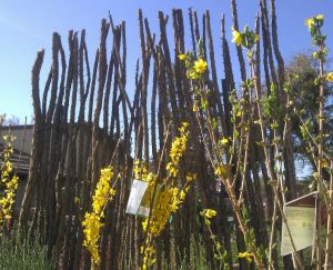 ocotillo fence