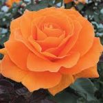 vavoom floribunda rose