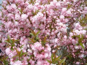 Few shrubs in spring show off with the simple elegance of pink flowering almonds