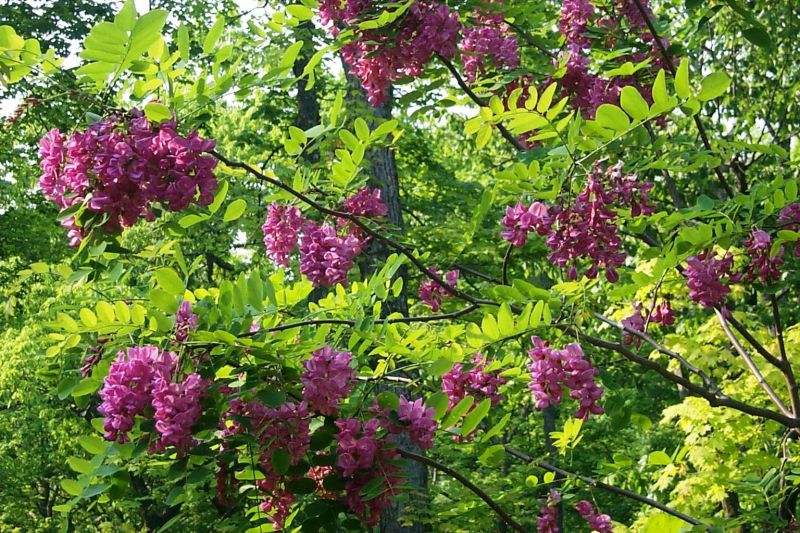Purple robe locust tree