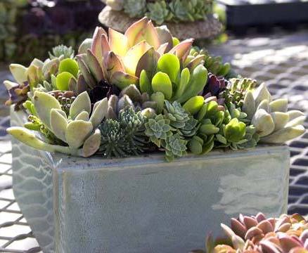 Bowls of easy-care succulents are guaranteed conversation starters at outdoor gatherings.