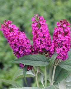 A miniature butterfly bush is a colorful, refreshing addition to any landscape.