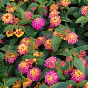 mounding lantana