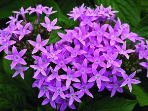 Penta - starla lavender shades