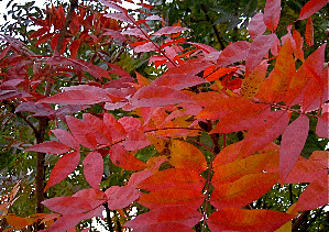 az fall leaves