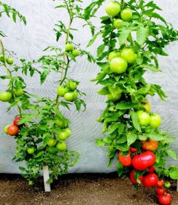 grafted tomatoes