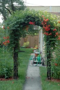 balboa sunset, orange flowering, trumpet vine