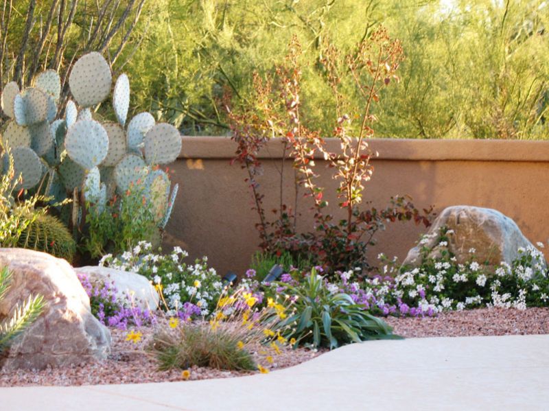Native Plants For An Arizona Southwest, Southwest Garden Plants