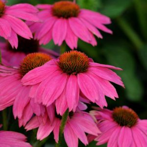 Echinacea - PowWow Wildberry