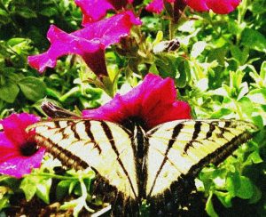 monarch butterfly on purple ramblin petunia