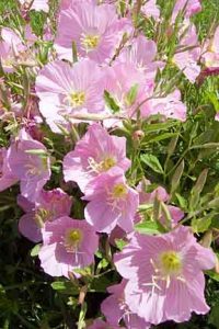 pink mexican primrose